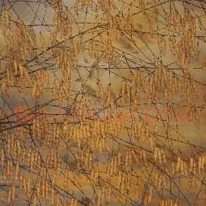 1993年 苏百钧《秋韵》国画花鸟作品图片赏析